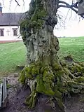 Tronc d'un ancient Tilia à Frankenbrunn, Bavière