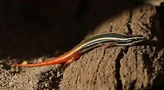 Description de l'image Lined Firetail Skink imported from iNaturalist photo 190558171 on 2 January 2023 (cropped).jpg.