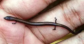 Description de l'image Lined Writhing Skink Lygosoma lineata.jpg.