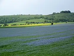 Champ de lin cultivé.