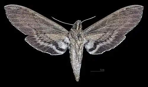 Revers de la femelle (coll.MHNT)