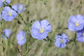 Description de l'image Linum lewisii, blue flax flower, Albuquerque.JPG.