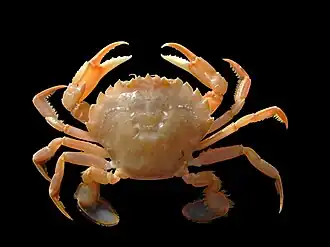 Liocarcinus holsatus (Polybiidae)