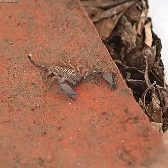 Description de cette image, également commentée ci-après