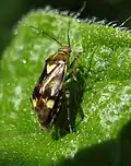 Liocoris tripustulatus sur une feuille d'ortie.