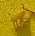 Liocoris tripustulatus jaune.