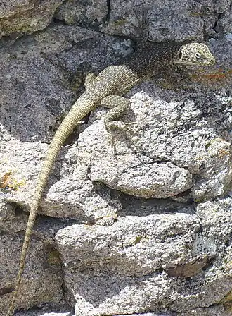 Description de l'image Liolaemus austromendocinus.jpg.