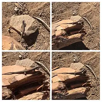 Description de l'image Liolaemus fuscus, cerros de Lliulliu (46193171825).jpg.