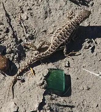 Description de l'image Liolaemus melanops.jpg.