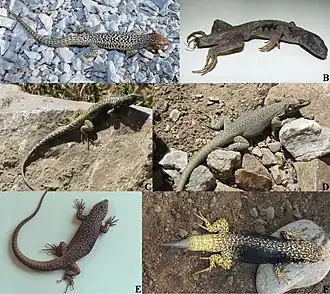 Description de l'image Liolaemus nigroviridis group species.jpg.