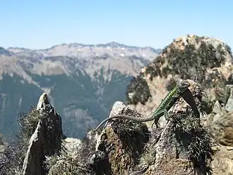 Description de l'image Liolaemus pictus.jpg.