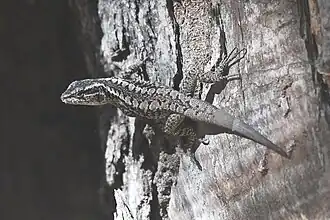 Description de l'image Liolaemus septentrionalis 253072094.jpg.