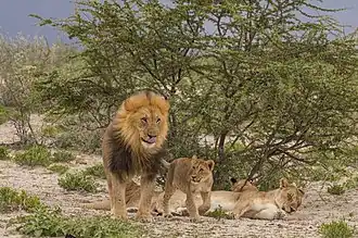 Une famille de lions dans le parc national d'Etosha.  Mars 2018.