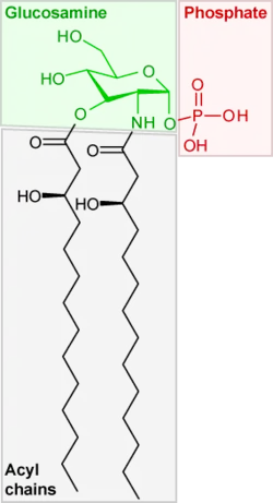 Lipide X, précurseur du lipide A, et donc du LPS