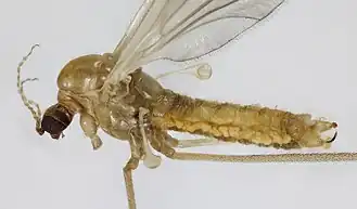 Description de l'image Lipsothrix errans, Trawscoed, North Wales, May 2015 - Flickr - janetgraham84.jpg.