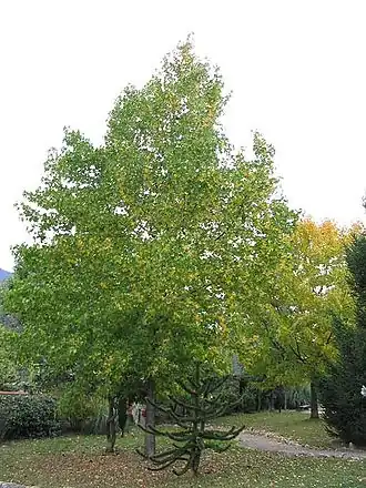 Description de cette image, également commentée ci-après