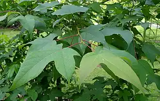 Description de l'image Liquidambar acalycina kz1.jpg.
