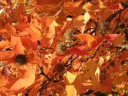 Feuillage d'automne et gousses de graines