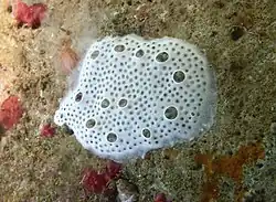 Lissoclinum sp. aff. perforatum