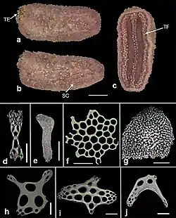 Lissothuria braziliensis
