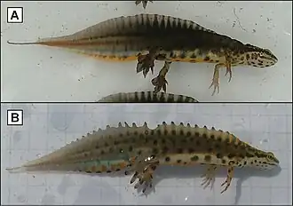 Description de l'image Lissotriton kosswigi schmidtleri males.jpg.