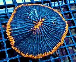 Lithophyllon edwardsi