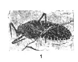 Lithymnetes laurenti Nicolas Théobald holotype éch. C13 p. 113 pl. I - Insectes du Sannoisien de Célas (Gard).