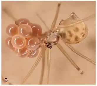 Description de l'image Litoporus sp. Pholcidae (10.3897-zookeys.789.22781) Figure 4.jpg.