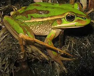 Description de l'image Litoria aurea green2.jpg.