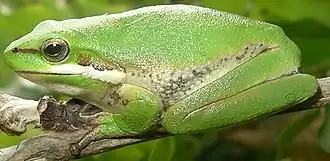 Description de l'image Litoria fallax.jpg.