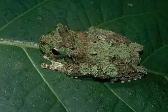 Description de l'image Litoria genimaculata02.jpg.