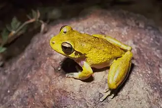 Litoria lesueurii