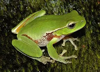 Description de l'image Litoria_phyllochroa.JPG.