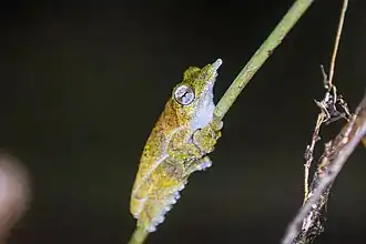 Description de l'image Litoria prora, North Fly, Papua New Guinea imported from iNaturalist photo 438506573.jpg.