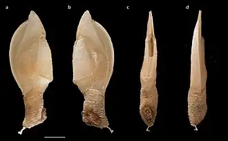 Litoscalpellum walleni