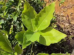 Litsea glutinosa (plante-hôte)