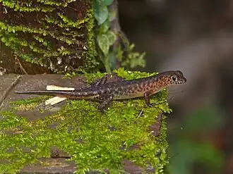 Description de l'image Litter Skink (Sphenomorphus haasi) (15609982982).jpg.