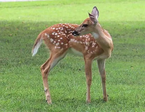 Faon de Cerf de Virginie (Odocoileus virginianus).
