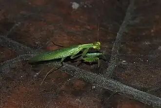 Petite mante iridopterygidae