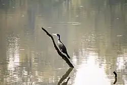 Petit cormoran . Il nage sous l'eau pour capturer ses proies, principalement des poissons. Il  pêche dans des eaux de moins d'un mètre de profondeur et capturait des poissons d'environ 2 à 8 centimètres.