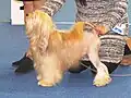 Un petit chien lion jaune lors d'une exposition canine à Helsinki.