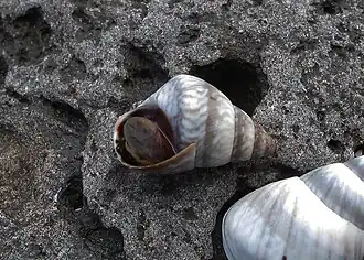 Littoraria mauritiana