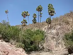 Livistona carinensis.