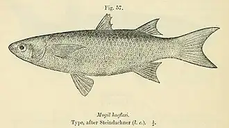 Description de l'image Liza dumerili.jpg.