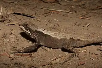 Description de l'image Lizard Japalura otai 7531 01.jpg.