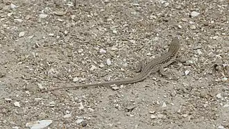 Un lézard dans le parc national d'Absheron en Azerbaïdjan. Mai 2018.