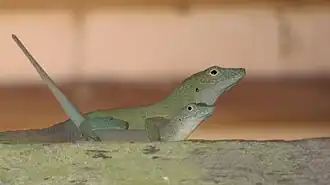 Description de l'image Lizzards mating.jpg.