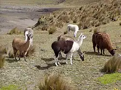 Photographie couleur de six lama dans une vaste plaine désertique.