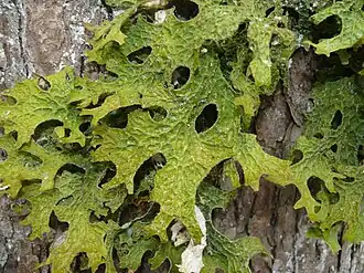 Lobaria pulmonaria