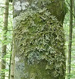 Troncs des hêtres des versants humides des forêts de montagne couverts d'une grande variété de mousses et de lichens Lobaria pulmonaria.
